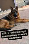 Пропав СОБАКА , пропонуємо ГРОШІ