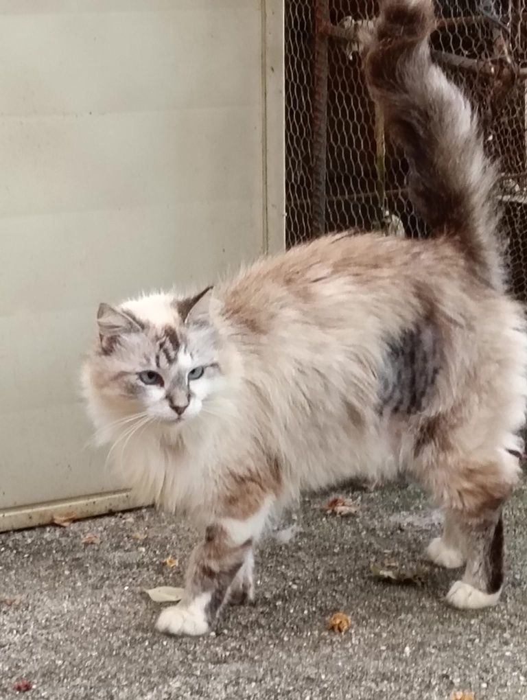 Gatinho disponível para adopção. Podem viajar para o estrangeiro.