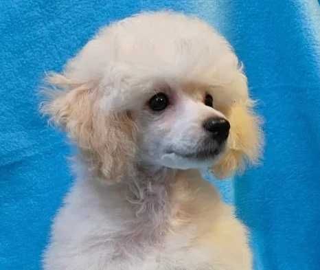 Pudel toy 100% FCI unikatowy mały biały metryka ZKwP