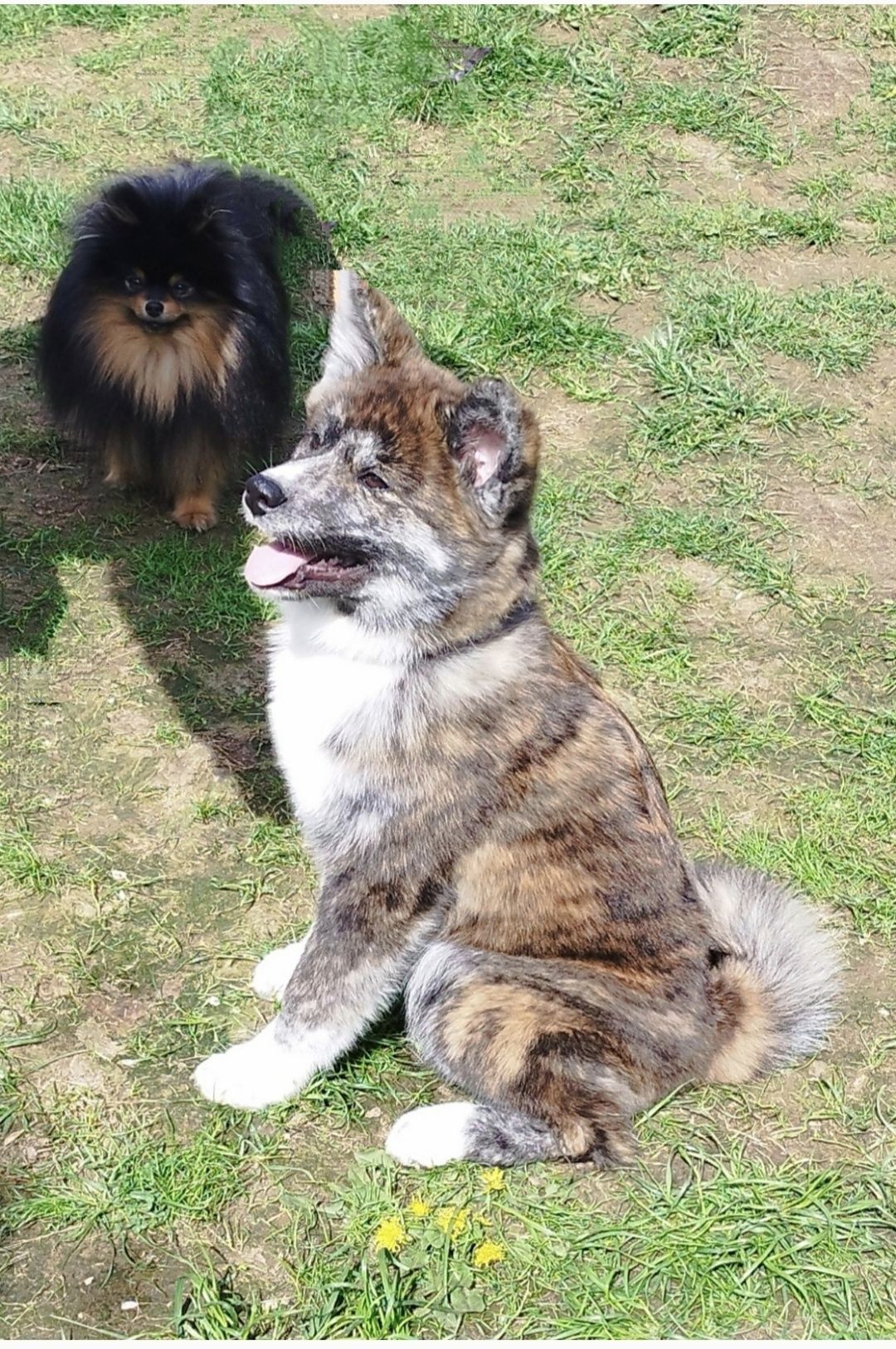 Akita Inu sunia pręgowana