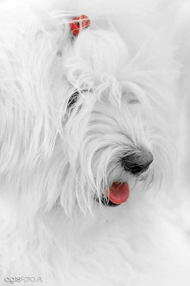 Coton de Tulear FCI (piesek)