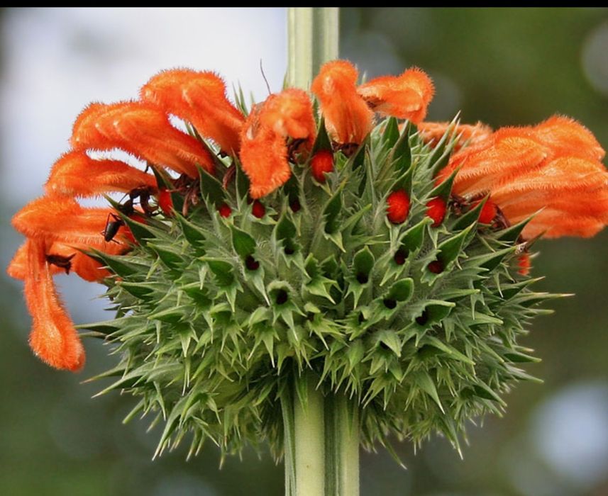 Klip dagga, lwie ucho nasiona