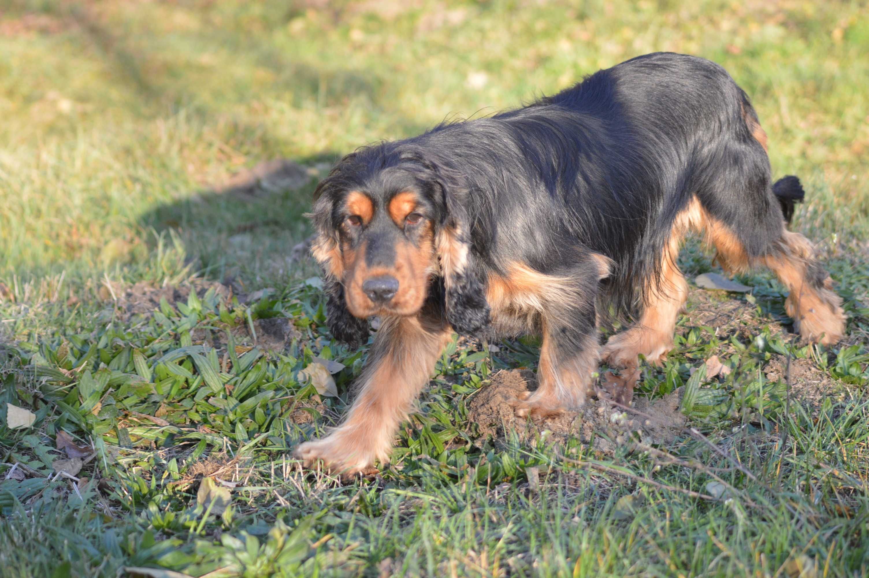 cocker spaniel angielski samiec 26-miesięczny