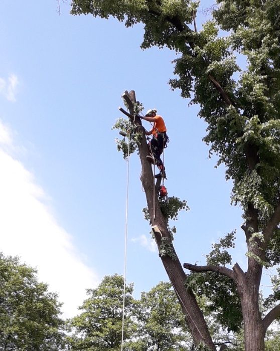 Wycinka i pielęgnacja drzew, przycinanie, korekta gałęzi