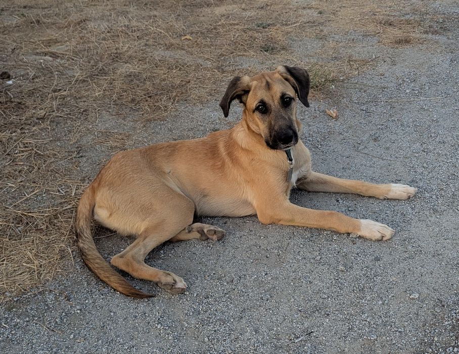 novo lar necessário para filhote macho de 6 meses