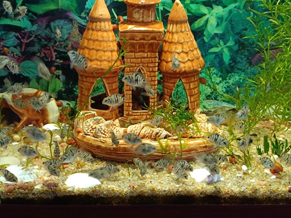 Рибки Сапфіровий Попугай