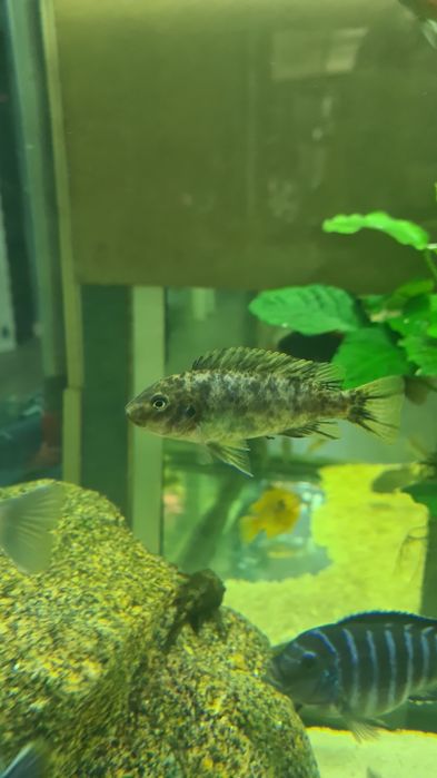 Labeotropheus Fuelleborni Katale