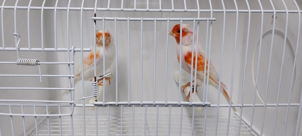 Canários Mosaicos vermelhos