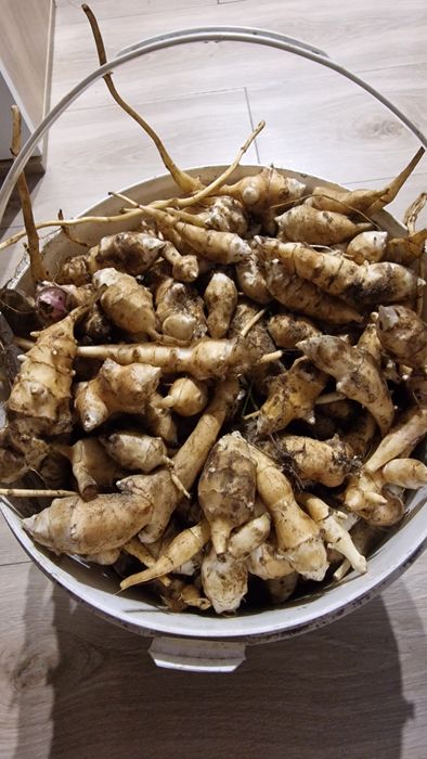 Topinambur mix nie przebrany