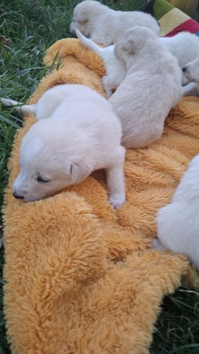 Цуцики для дітей, які подарують радісні моменти  у ці тривожні часи