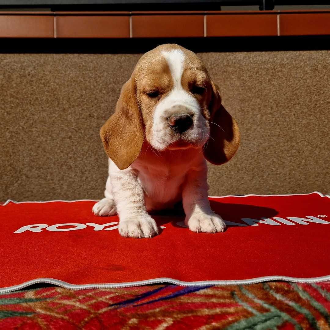 Piękna suczka Beagle bicolor z rodowodem