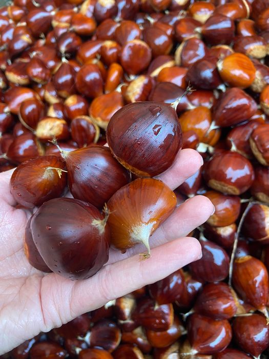 10kg de Castanha Biológica (incluindo envio CTT)