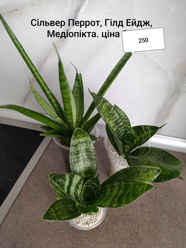 Шикарна сансевієрія Венді