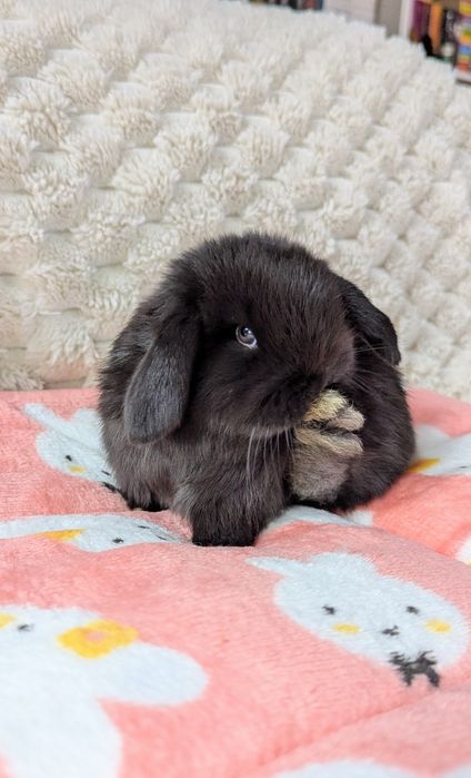 MINI LOP królik miniaturka mały karzełek baranek