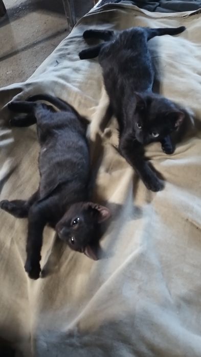 Чудесные котята черные