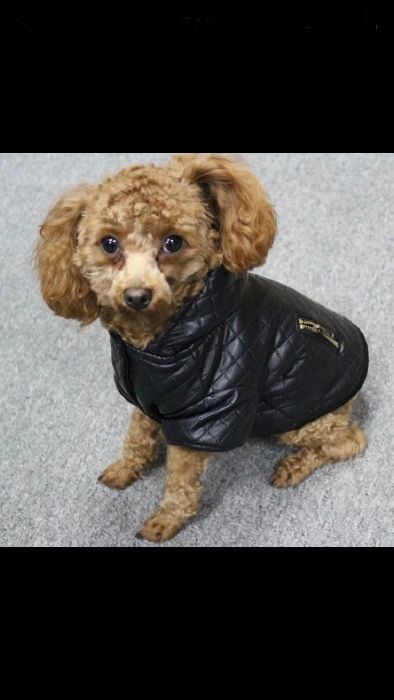 skórzane ubranko dla psa dwuczęściowe chihuahua, york nowe