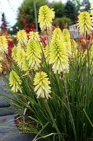 Kniphofia Poco czerwona i pomaranczowa
