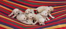 Labradory z rodowodem 4 pokoleniowym labrador retriever biszkoptowe