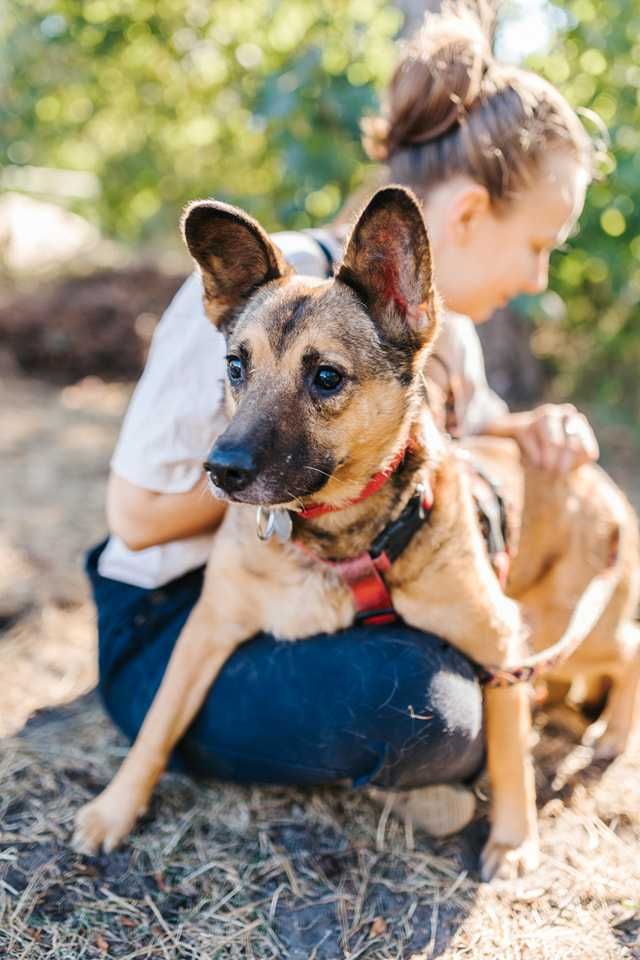 Boczuś czeka na adopcje