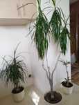 Juka dracena yuka duże rośliny