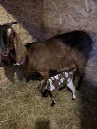 Нубийские козы
