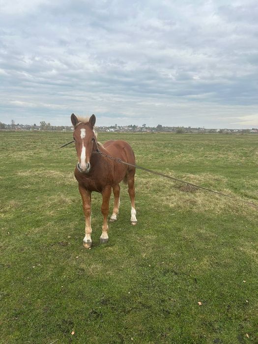 Продам лоша,7 місяців
