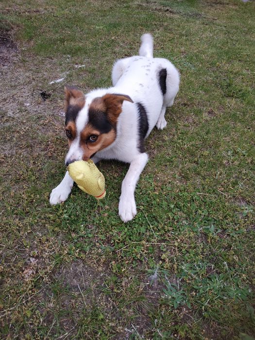 Piesek sierść biała