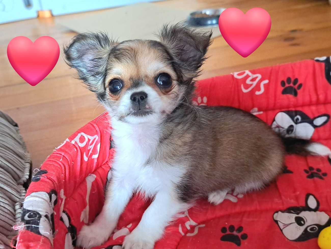 Malusi Franio szuka domku Chihuahua długowłosy