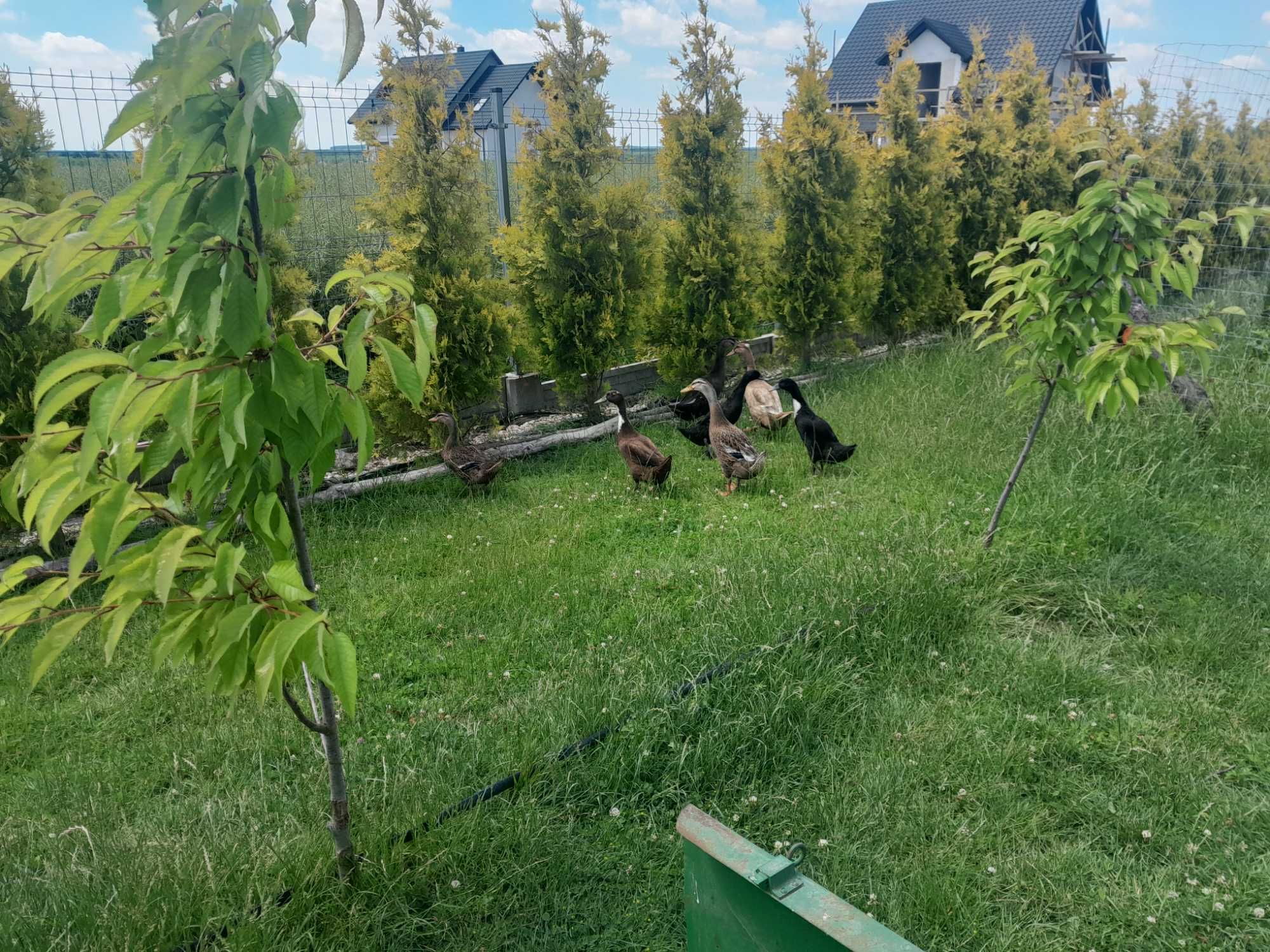 bieguska jndyjska