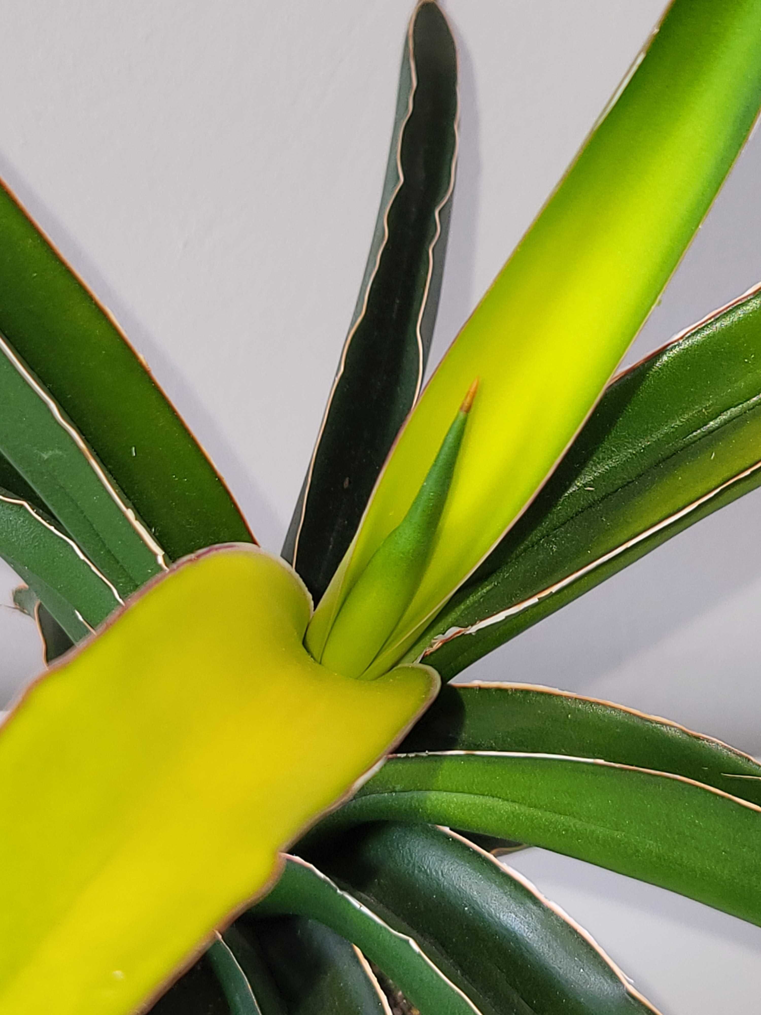 Sansevieria ‘Star Canary” sansewieria - duża roślina