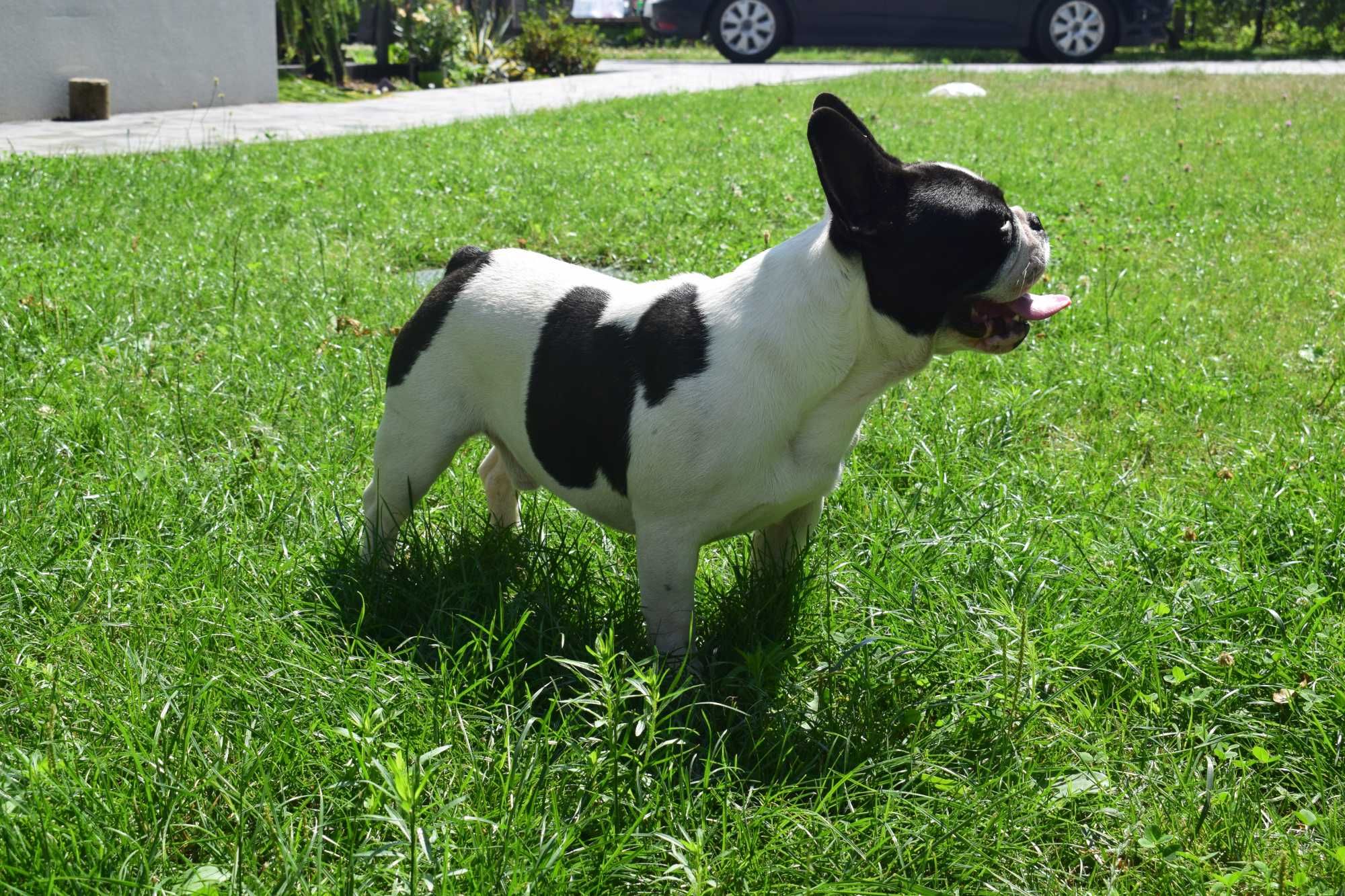 Buldog francuski szczenię - piesek