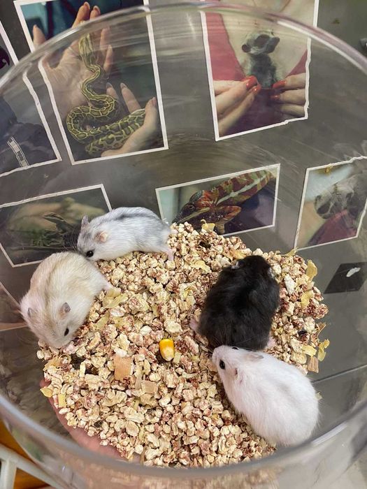 Хомяк джунгарский - різнокольорові джунгаріки хомяки