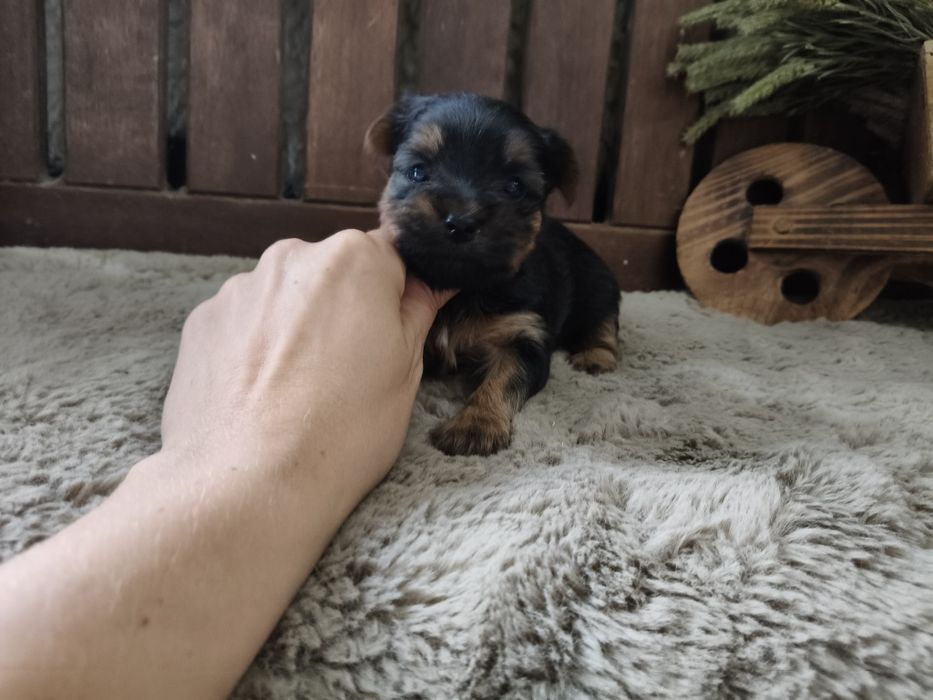 Yorkshire Terrier machinho
