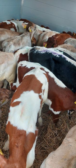 Walina byczki miesne