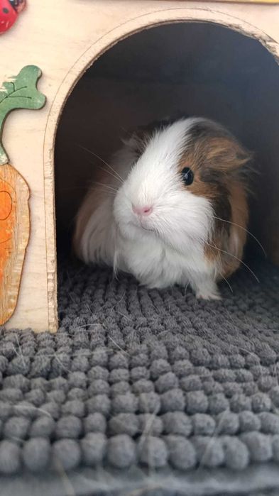 Świnka morska Cavia trzy samiczki