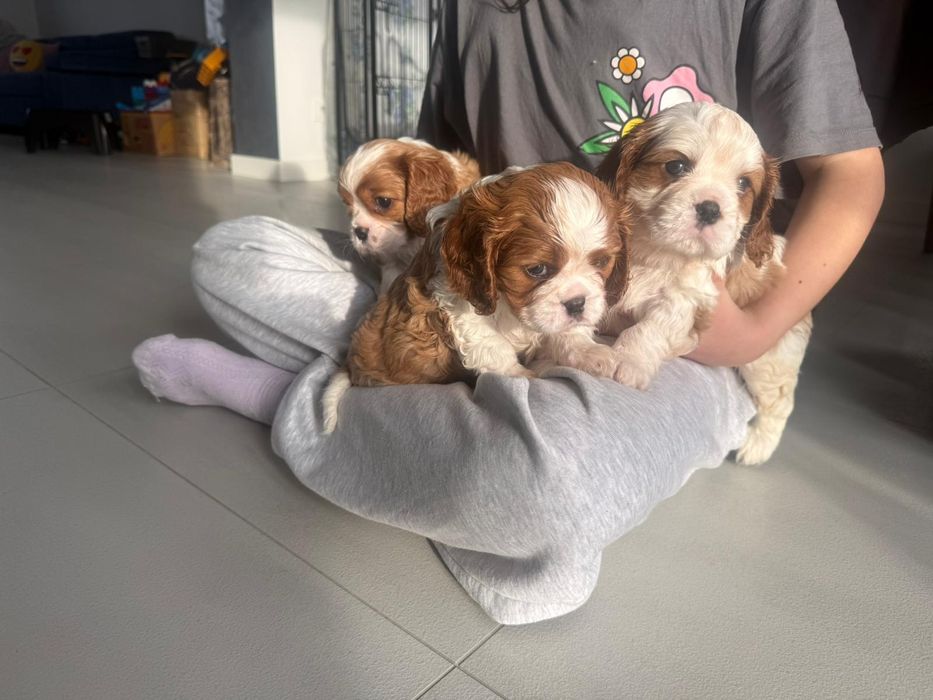 Cavalier King Charles Spaniel piesek