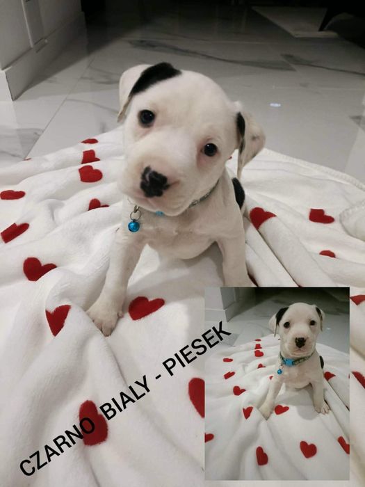 Amstaff szczenięta pieski