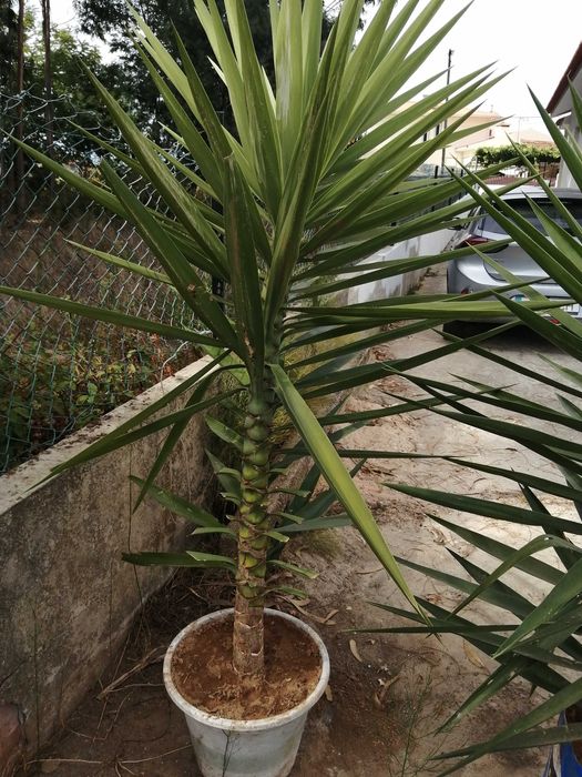 Yuca de 2 metros em vaso