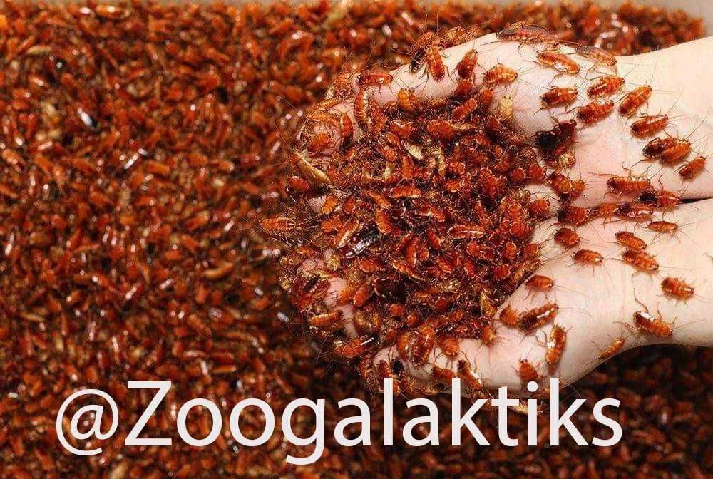 Тропический домашний туркменский таракан