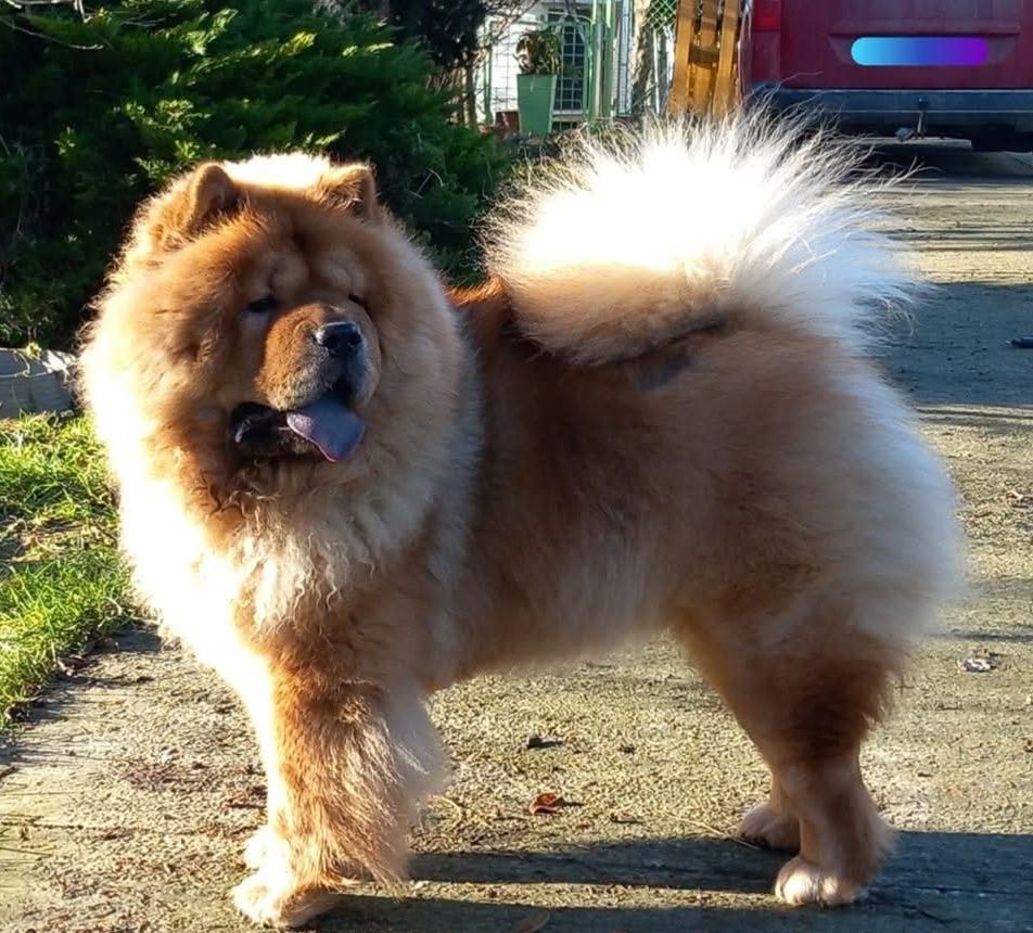Chow chow FCI rudy piesek