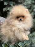 Malutki piesek rasy pomeranian