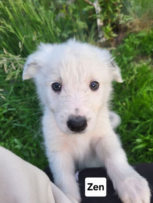 Border Collie- szczeniaczek, Zen- chip, rodowód, WKU, PPK