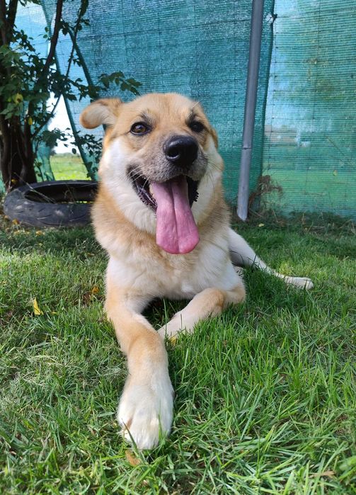 Adoptuj Oskarka przed zimą