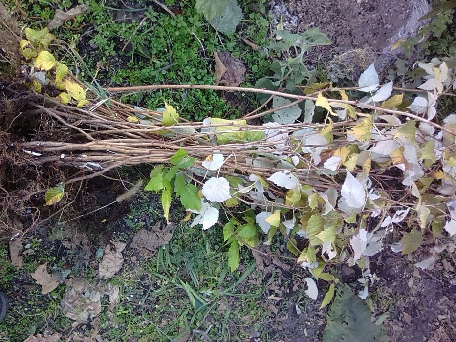 Framboeseiras branca rosa ou preta phisalis pera melão etc