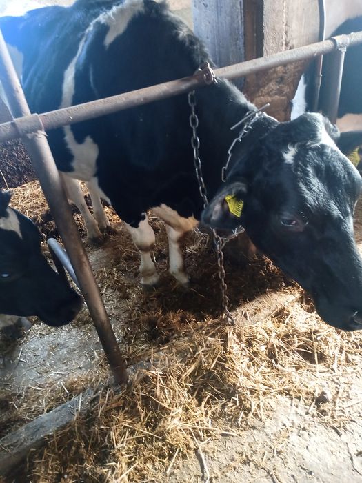 Jałówki wysokocielne