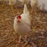 Kury Nioski Leghorn Leghorny Kurki Młode 23 tyg
