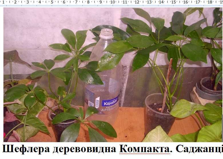 Шефлера Дифенбахія  Ктеанте Кімнатні рослини квіти