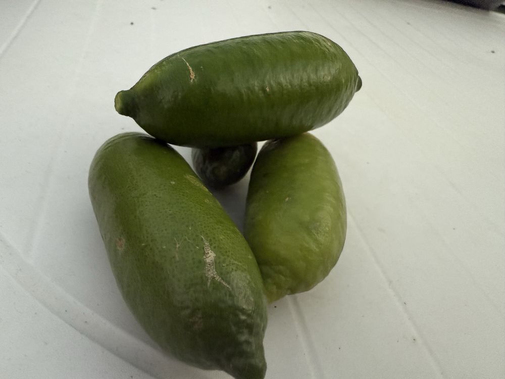 Limão  caviar verde