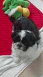SHIH TZU szczeniaczki z wielopokoleniowym  rodowodem