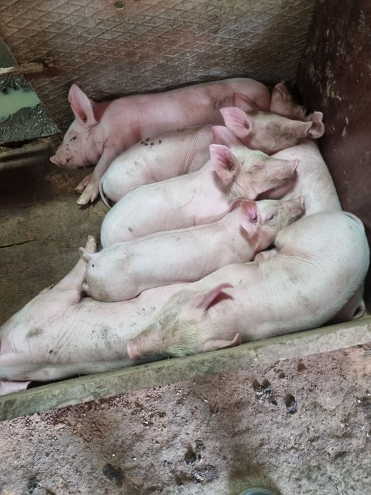 Свині поросята  !!!